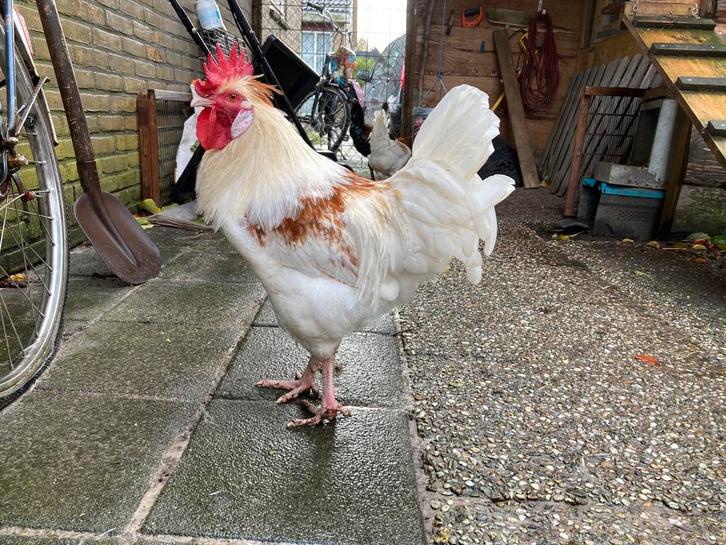 Groenlegger haan 5,5 maand (Marans x Olijflegger), Dieren en Toebehoren, Pluimvee, Kip, Mannelijk