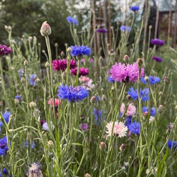 Korenbloem 'ball mix' - 75 zaden (Centaurea cyanus) beschikbaar voor biedingen