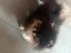 Pomeriaan bearface black tan, Dieren en Toebehoren, Particulier, Reu, 8 tot 15 weken, Buitenland