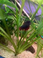 Betta’s, Dieren en Toebehoren, Vis