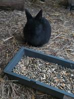 Dwergkonijntje, Dieren en Toebehoren, Meerdere dieren, Dwerg