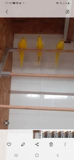 Lutino elegant parkiet man, Dieren en Toebehoren, Mannelijk, Parkiet