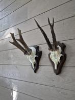 2 mooie ree geweien samen € 22 jacht mancave overkapping d31, Ophalen of Verzenden, Hert, Gewei of Kop