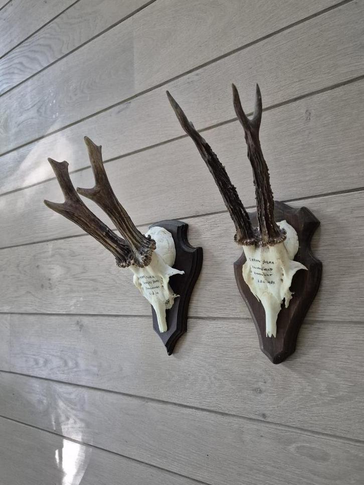2 mooie ree geweien samen € 22 jacht mancave overkapping d31, Verzamelen, Dierenverzamelingen, Gewei of Kop, Hert, Ophalen of Verzenden