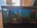 Aquarium inclusief roodbuik pirhanna, Ophalen, Gebruikt, Gevuld zoetwateraquarium