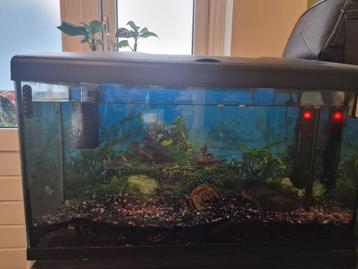 Aquarium inclusief roodbuik pirhanna  beschikbaar voor biedingen