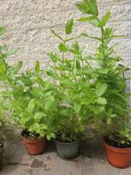 Munt plantjes te koop, Ophalen, Overige soorten, Minder dan 100 cm