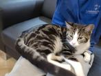 Heerlijk XXL maine coon X mannetje zoekt gouden mandje, Dieren en Toebehoren, Katten en Kittens | Raskatten | Korthaar, Kater