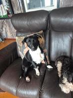 Teefje 11 maanden gesteriliseerd, Dieren en Toebehoren, Particulier, Rabiës (hondsdolheid), 15 weken tot 1 jaar, Buitenland