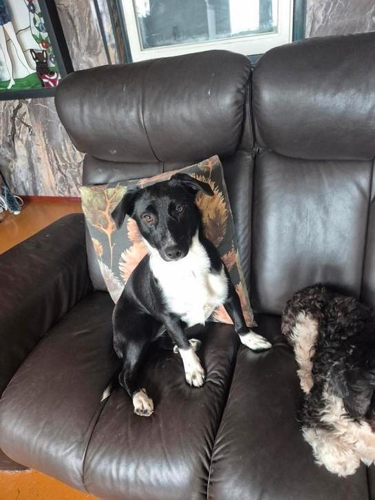 Teefje 11 maanden gesteriliseerd, Dieren en Toebehoren, Honden | Niet-rashonden, Middel, Teef, Particulier, Eén hond, Buitenland