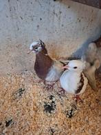 Vinkduiven, Dieren en Toebehoren, Vogels | Duiven, Meerdere dieren, Overige soorten