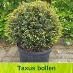 Taxus bollen, Ophalen, Taxus, Struik, Minder dan 100 cm