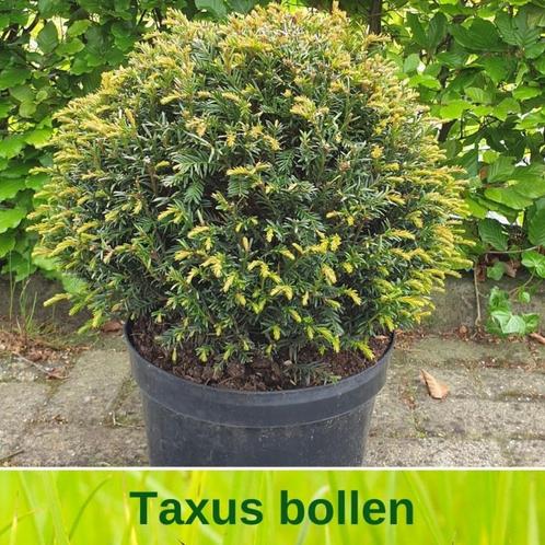 Taxus bollen, Tuin en Terras, Planten | Struiken en Hagen, Struik, Taxus, Minder dan 100 cm, Ophalen