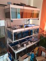 Te koop  kweek stelling, Ophalen, Gebruikt