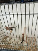 Koppel masker amedine, Dieren en Toebehoren, Vogels | Overige Vogels, Meerdere dieren