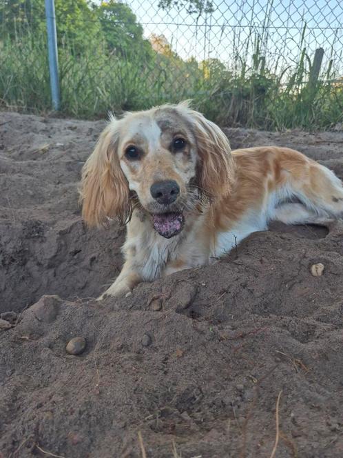 Honden uitlaatservice Almelo privewandeling vanuit huis, Diensten en Vakmensen, Dieren | Honden | Verzorging, Oppas en Les, Uitlaatservice