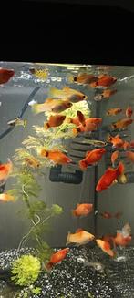 Platy's en guppy's klein,middel en volwassen, Dieren en Toebehoren, Vissen | Aquariumvissen, Vis, Zoetwatervis, Schoolvis