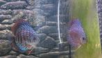 Discus koppel te koop, Dieren en Toebehoren, Vissen | Aquariumvissen, Vis, Zoetwatervis, Schoolvis