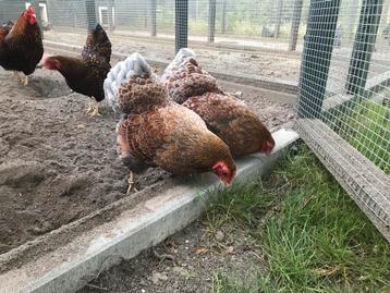 Broedeieren Wyandotte kriel goud zwart en blauw gezoomd beschikbaar voor biedingen