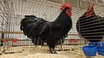 Zwarte australorp kippen OPHALEN HASSELT BELGIE, Meerdere dieren, Kip