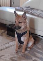 Mix hond Spyke, 9 mnd ter opvang of adoptie, Particulier, 15 weken tot 1 jaar, Reu, Buitenland
