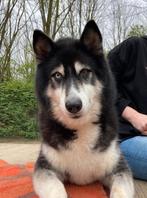 Superlieve Husky zoekt met spoed nieuw baasje., 6 jaar of ouder, Reu, Poolhond, Eén hond