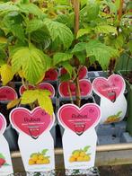 Frambozenplanten - Diverse Soorten, Ophalen, Volle zon, Vaste plant, Zomer