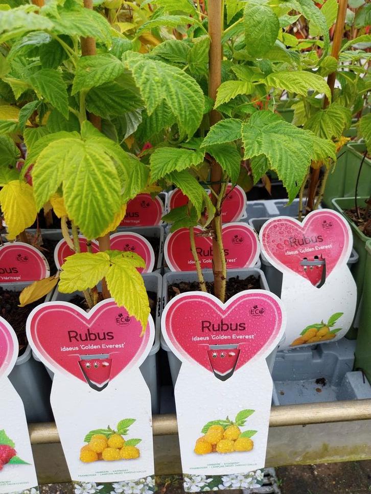 Frambozenplanten - Diverse Soorten, Tuin en Terras, Planten | Tuinplanten, Vaste plant, Fruitplanten, Volle zon, Zomer, Ophalen
