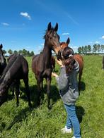 Bijrijdpaard/leasepaard/verzorgpaard gezocht, Dieren en Toebehoren, Paarden en Pony's | Overige Paardenspullen, Ophalen of Verzenden
