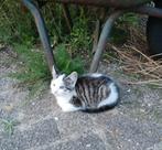 Boerderijkatjes - kittens - 14 weken oud -, Dieren en Toebehoren, Katten en Kittens | Overige Katten, Meerdere dieren, 0 tot 2 jaar