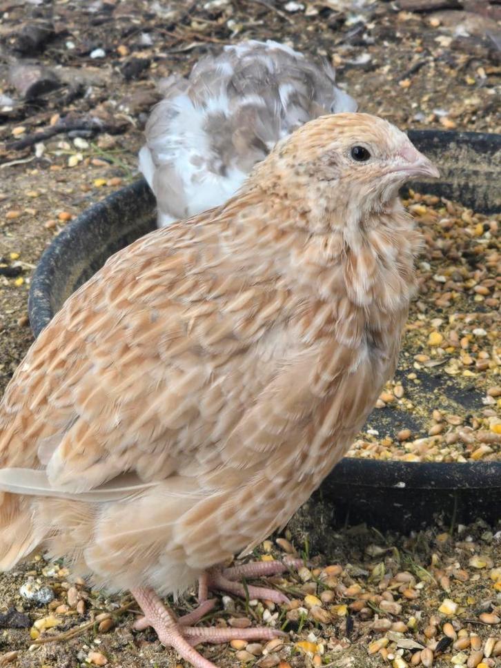 Japanse kwartels ( celadon / rothkopf ) (18), Dieren en Toebehoren, Pluimvee, Overige soorten, Meerdere dieren