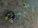 Jonge Braamplant Zonder Stekels – 35-40 cm Hoog, Ophalen, Minder dan 100 cm, Overige soorten, Volle zon
