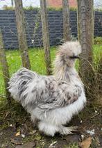 USA zijdehoenders, Dieren en Toebehoren, Mannelijk, Kip