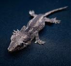 Gargoyle gecko, Dieren en Toebehoren, Reptielen en Amfibieën, 0 tot 2 jaar, Tam, Hagedis
