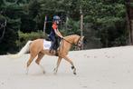 Super lieve en leuke D pony, Merrie, B, Gechipt, 3 tot 6 jaar