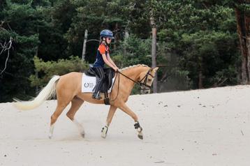 Super lieve en leuke D pony beschikbaar voor biedingen