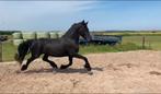 3,5 jarige friese merrie, Dieren en Toebehoren, Paarden, Merrie, Gechipt, Dressuurpaard, Zadelmak