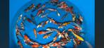 Japanse Koi Hosokai Tosai Mix, Karper of Koi
