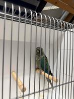 Pyrthura’s, Dieren en Toebehoren, Mannelijk, Parkiet, Tam