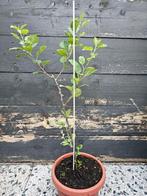 Appelboom, Tuin en Terras, Planten | Bomen, Ophalen, Lente