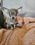 Prachtige en raszuivere chihuahua pup teefje, Dieren en Toebehoren, Honden | Chihuahua's en Gezelschapshonden, Rabiës (hondsdolheid)