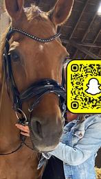 HB showtime hoofdstel met dyon teugels, Dieren en Toebehoren, Paarden en Pony's | Hoofdstellen en Tuigage, Ophalen of Verzenden