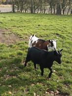 2 dwerggeiten te koop, Dieren en Toebehoren, Schapen, Geiten en Varkens, Vrouwelijk, Geit