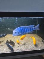 Malawi cichliden, Dieren en Toebehoren, Vissen | Aquariumvissen, Vis, Zoetwatervis