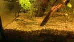 Baby guppy’s 0,10 cent per vis, Dieren en Toebehoren, Vis, Zoetwatervis, Schoolvis
