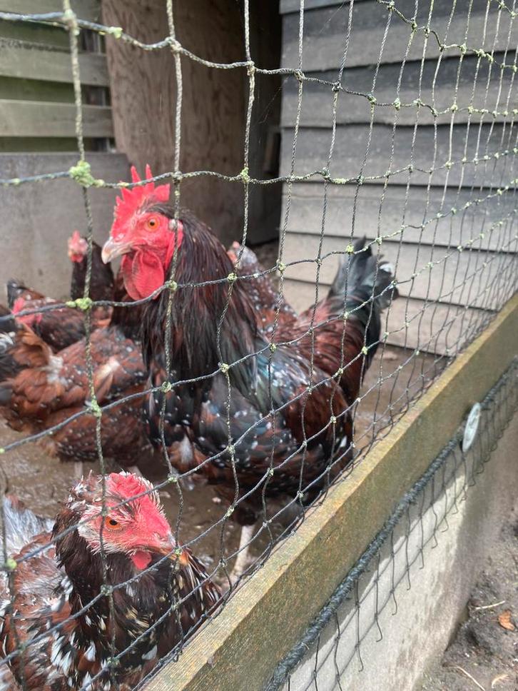 Kippen, Dieren en Toebehoren, Pluimvee | Toebehoren, Overige typen, Ophalen of Verzenden