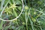 Carex Grayi. Speciale siergrassen rechtstreeks van kwekerij, Ophalen of Verzenden, Siergrassen, Halfschaduw