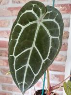 Anthurium crystallinum Zara x Michelle, Ophalen of Verzenden, Halfschaduw, Minder dan 100 cm