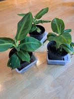 bananenplant, Huis en Inrichting, Kamerplanten, Overige soorten, Minder dan 100 cm, In pot, Volle zon