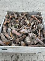 Openhaard hout, Tuin en Terras, Haardhout, 6 m³ of meer, Ophalen, Overige houtsoorten, Stammen